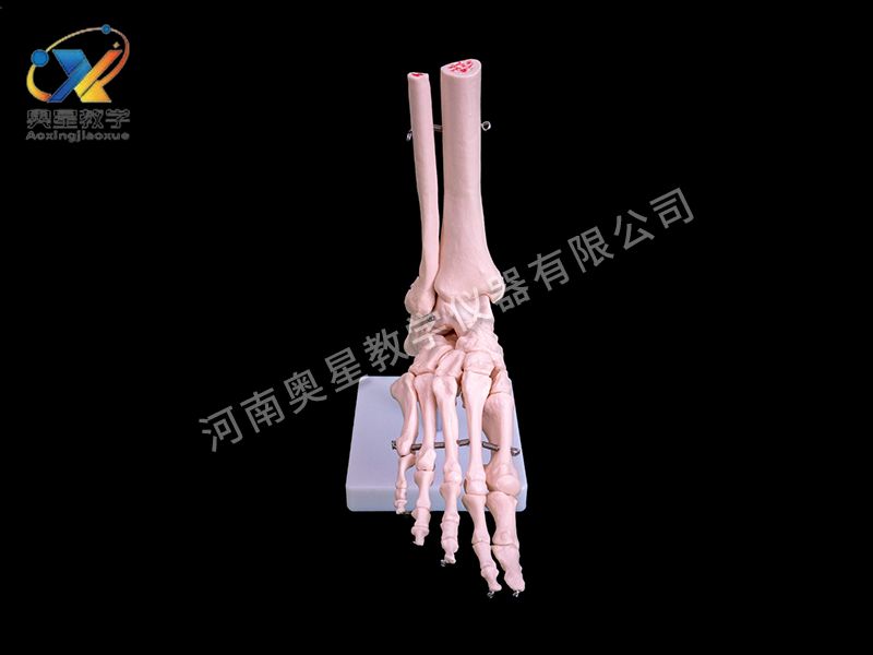 自然大腳關節模型